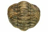 Wide, Perfectly Enrolled Morocops Trilobite - Morocco #224327-1